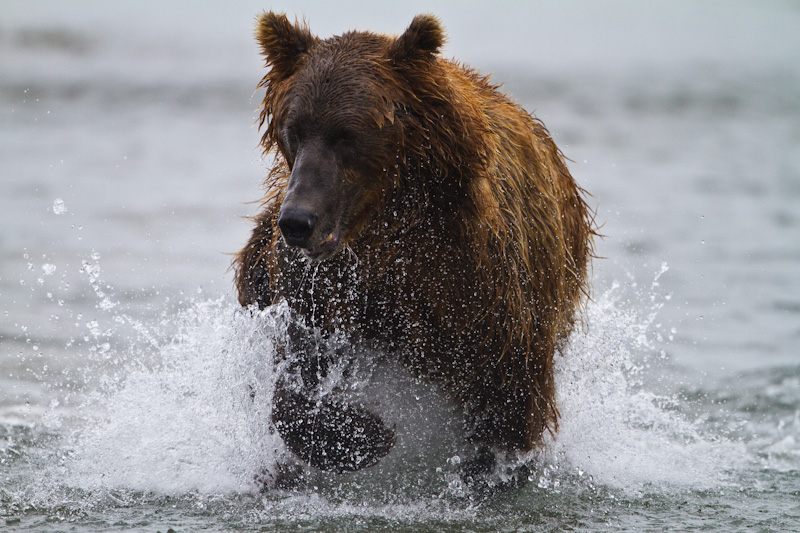 Grizzly Bear Chasing Salmon